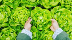 vegetables