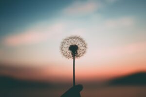 Dandelions