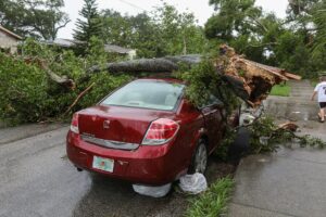 Tree Fall